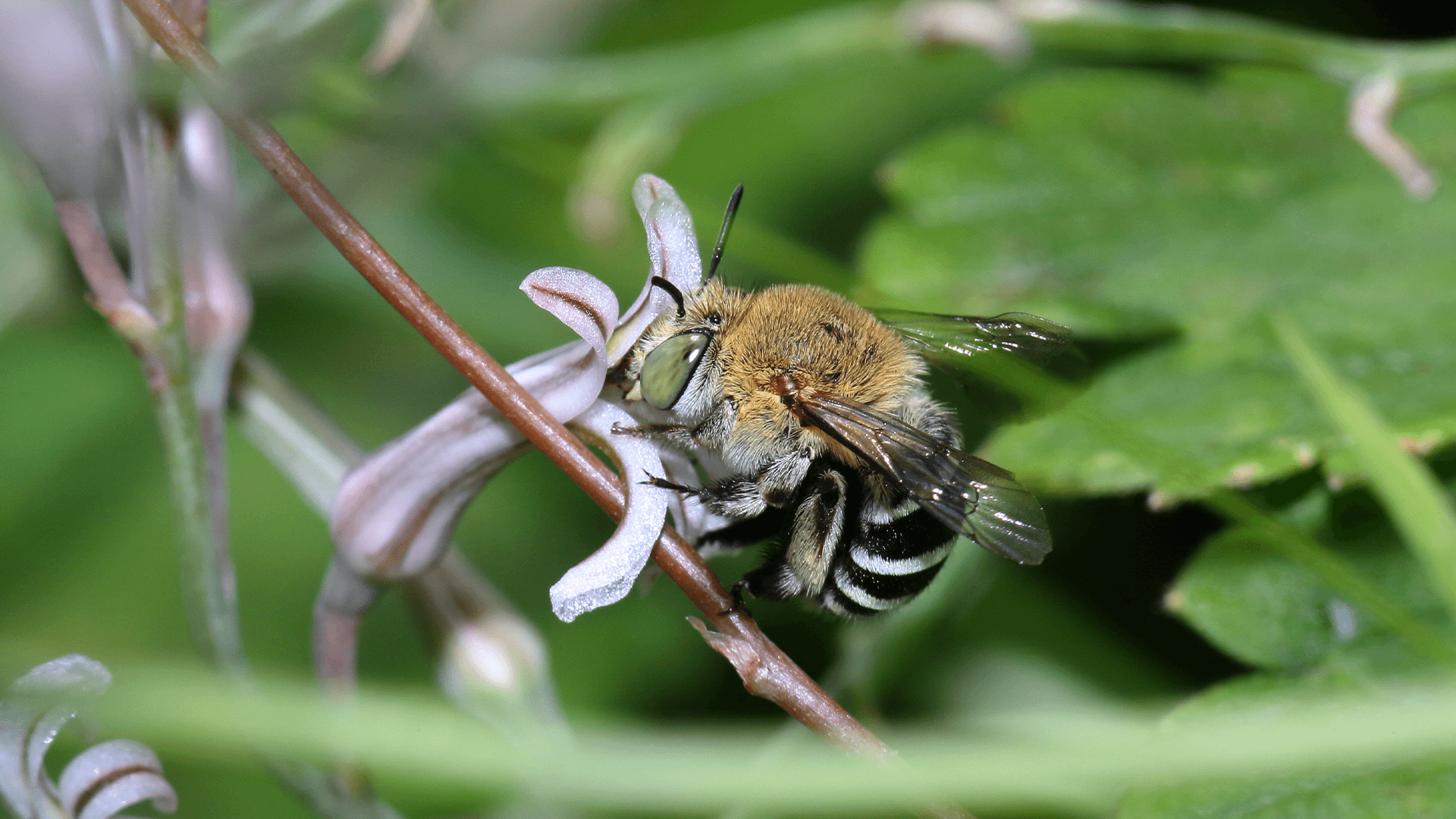 Blue-banded bee (Amegilla cingulata)
